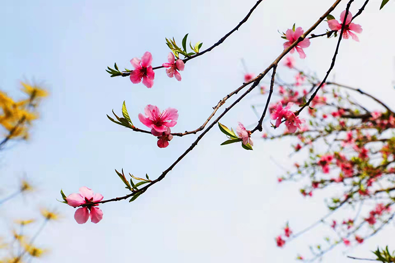 1649344639788436.jpg 2022.3.31金桥煤矿:赴一场与“春天”的约会(王海峰摄).jpg